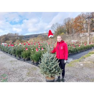 Smrek pichľavý (Picea pungens) ´GLAUCA´ – výška 120-170 cm, kont. C20L